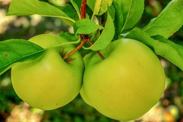 manzana verde